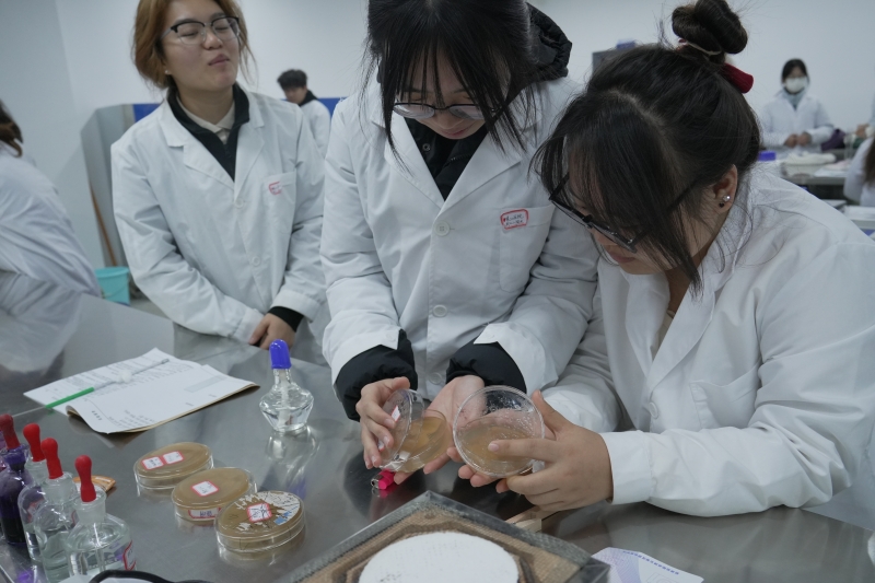 微生物基础实训-微生物的培养观察