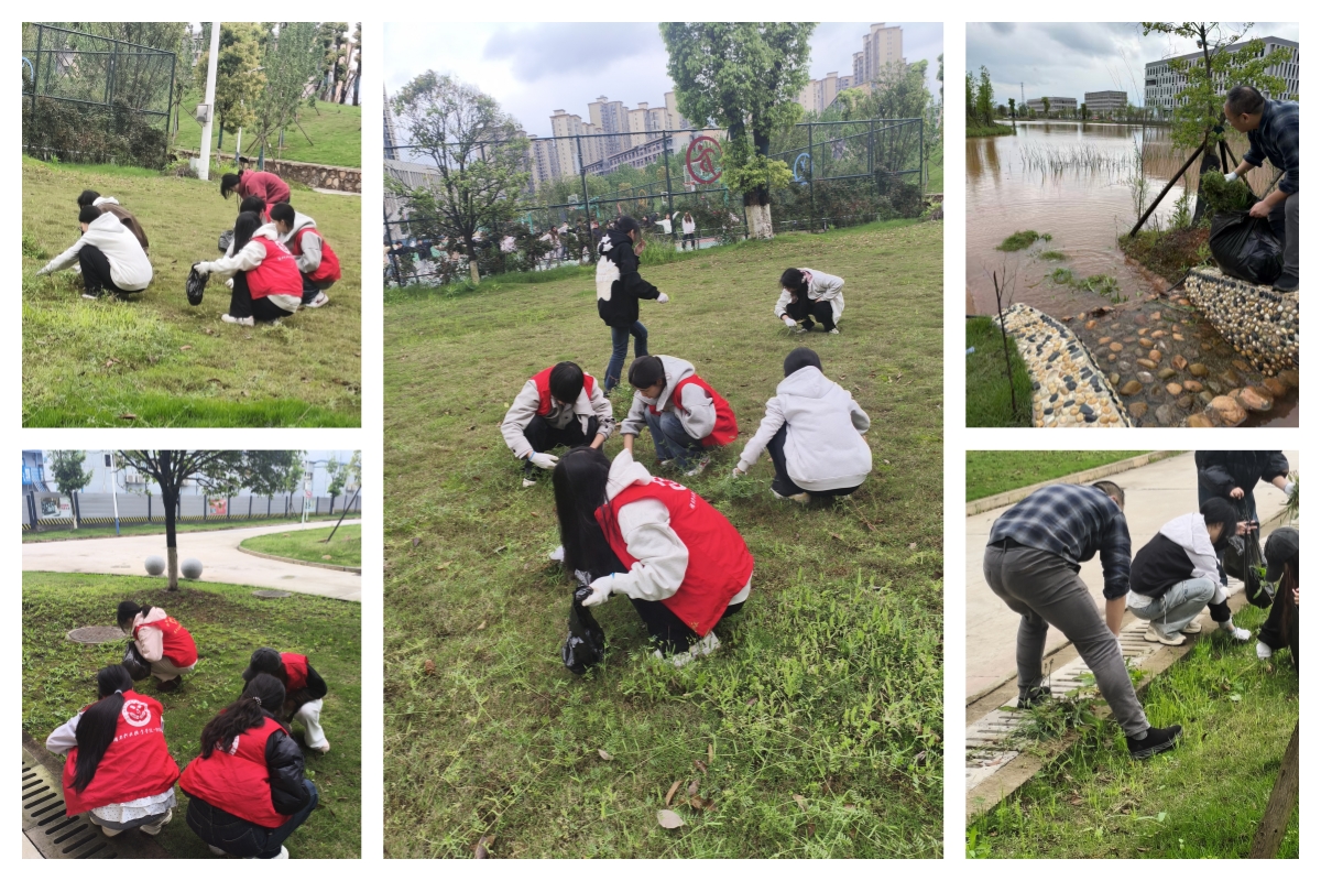 药学院学生党支部组织入党积极分子开展专业除草实践 在劳动中锤